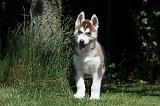 SIBERIAN HUSKY 368